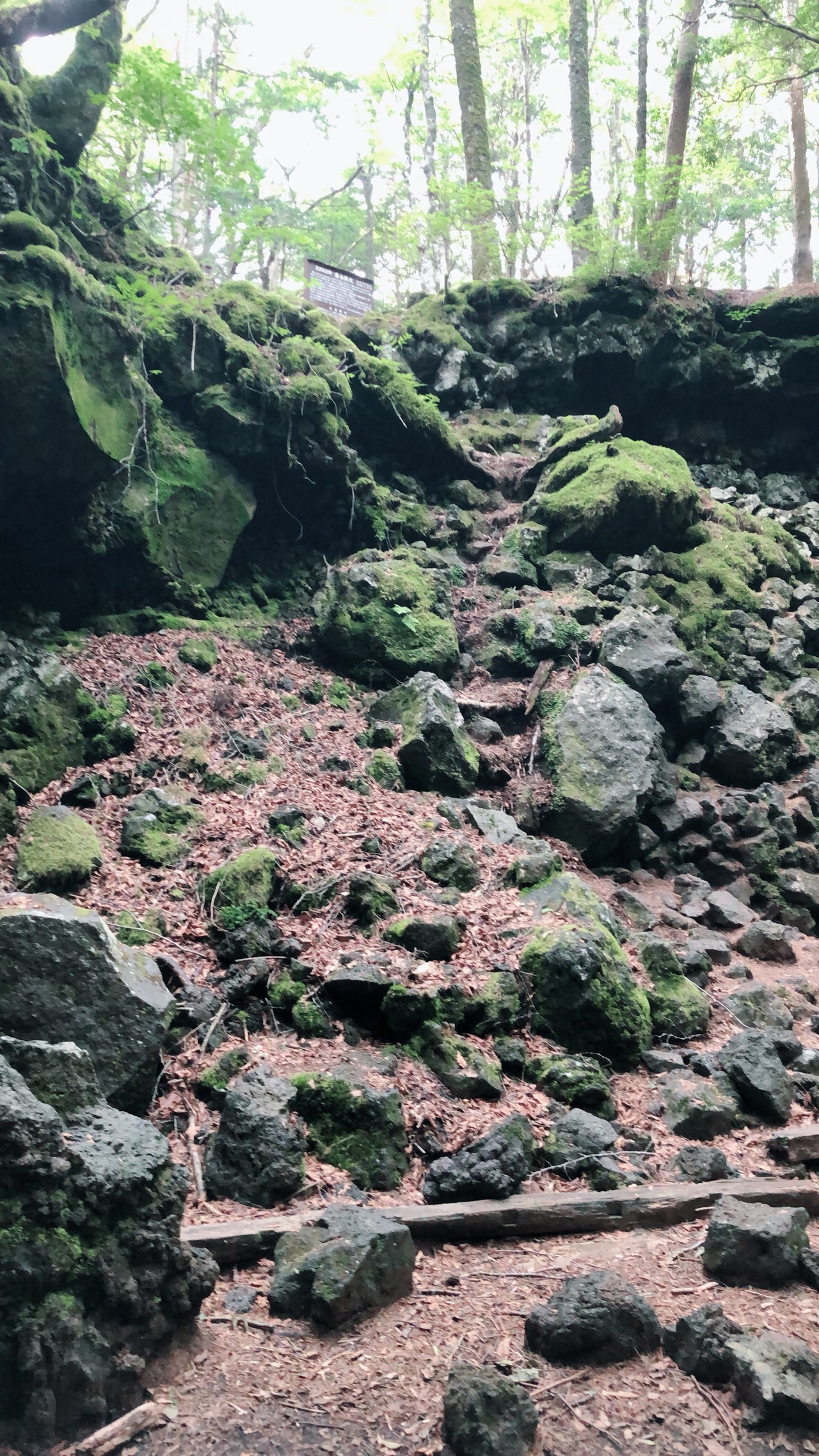 青木ヶ原の樹海と風穴 Noriさんの鳴沢村の活動日記 Yamap ヤマップ