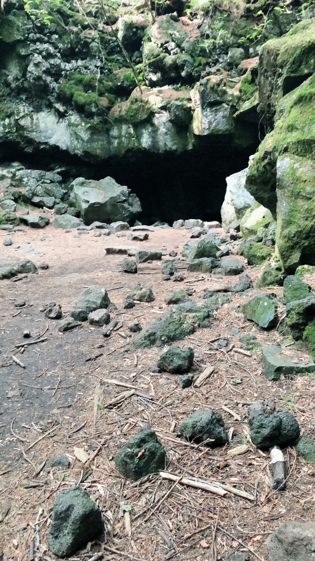 青木ヶ原の樹海と風穴 Noriさんの鳴沢村の活動日記 Yamap ヤマップ