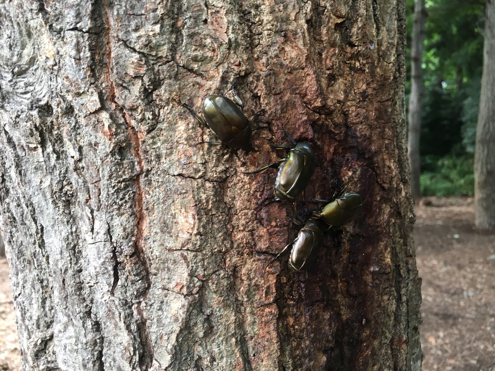 時間つぶしに公園散策 ウィックロンクールの感触を Gotofishingさんの厚木市の活動データ Yamap ヤマップ