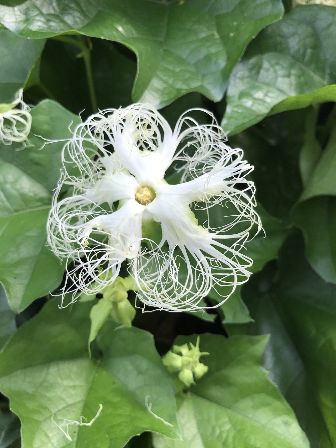 海っぷ山っぷ 糸島の海は青かった 糸島feat 立石山 Saccoさんの立石山の活動日記 Yamap ヤマップ