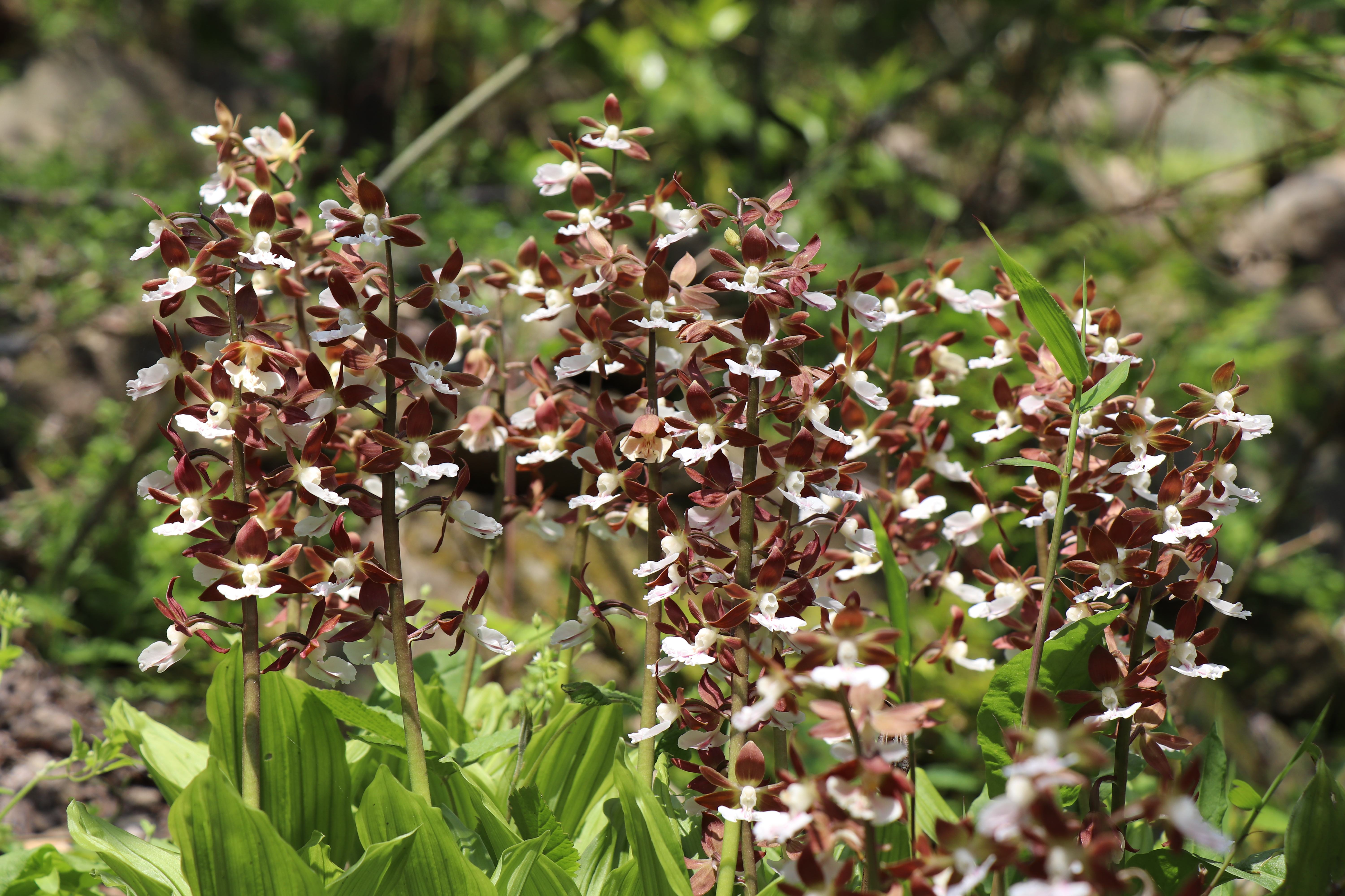 春の花を見に行く エビネ蘭の巻 ネコポンタさんの唐津市 唐津エリアの活動日記 Yamap ヤマップ