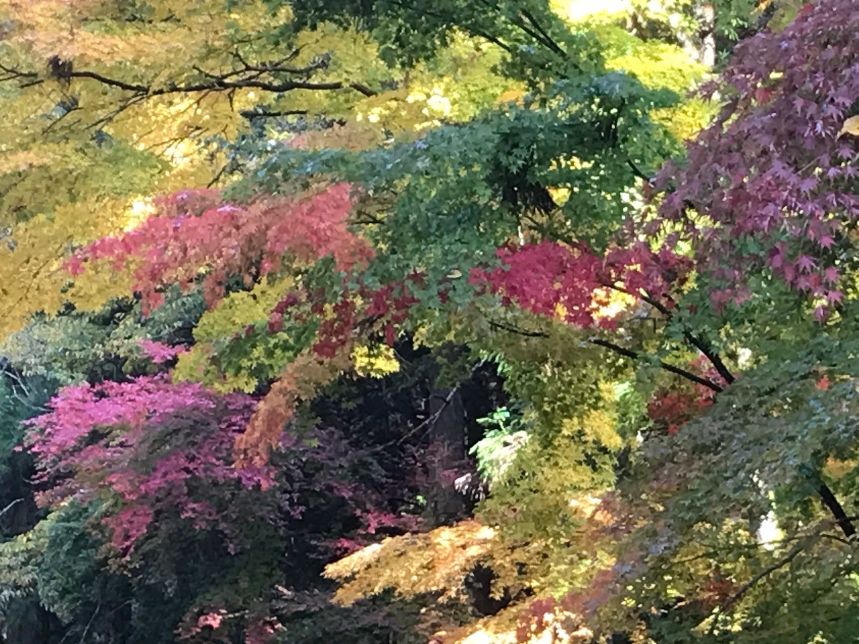 寂地峡の紅葉と寂地山登山 なかしげさんの吉和冠山 安芸冠山 広高山 寂地山の活動データ Yamap ヤマップ
