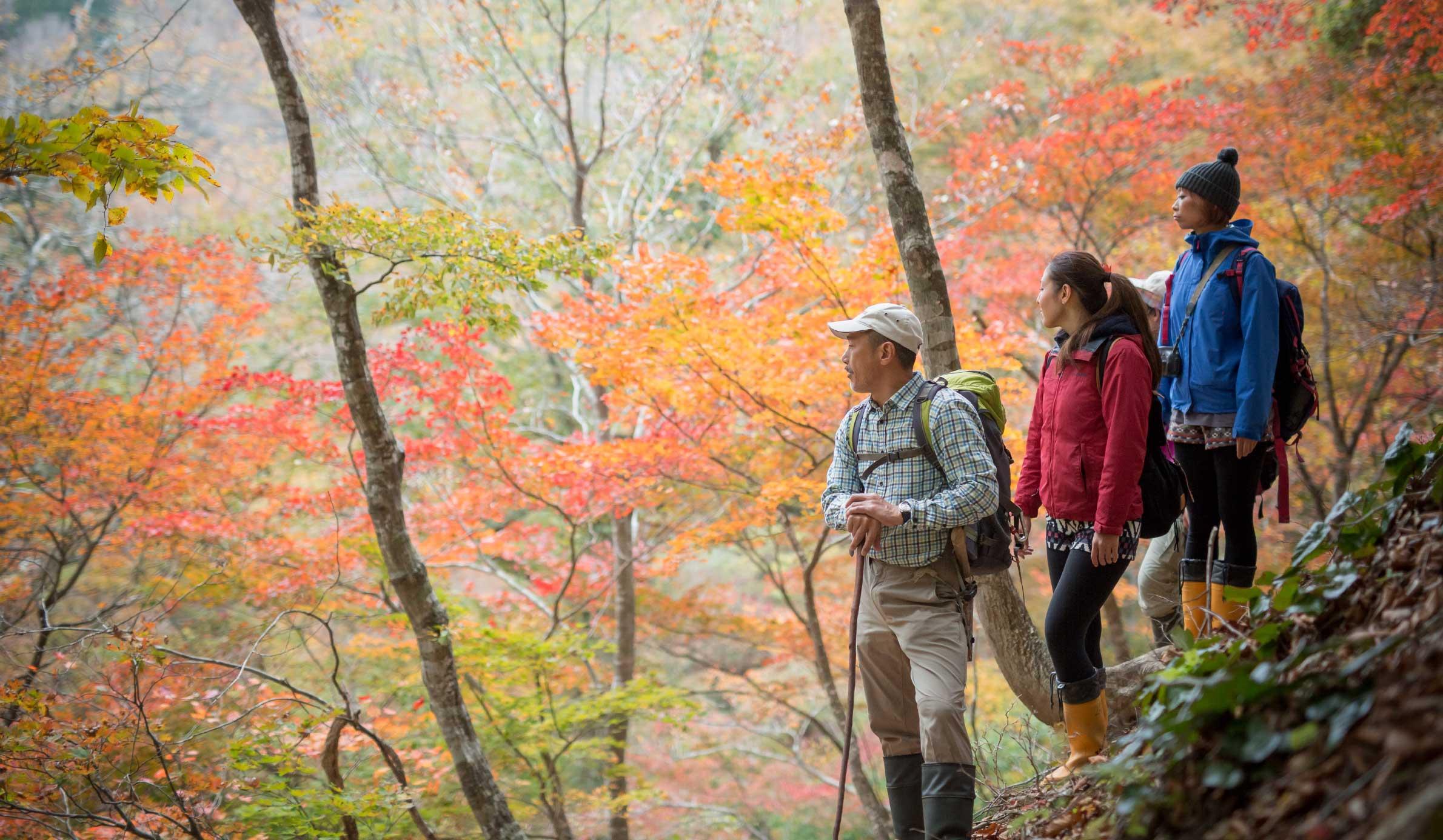 京都・芦生（あしう）の森ルート整備プロジェクト