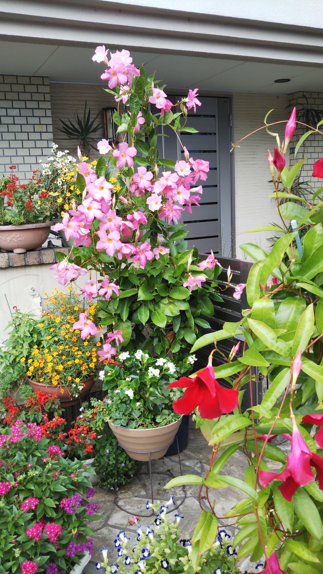 サンパラソルジャイアントが まっ盛りです せっちゃんさんのモーメント Yamap ヤマップ