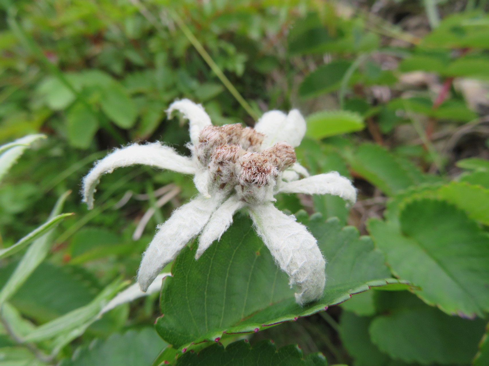 ハヤチネウスユキソウに会いに アラレさんの早池峰山 薬師岳 鶏頭山の活動データ Yamap ヤマップ