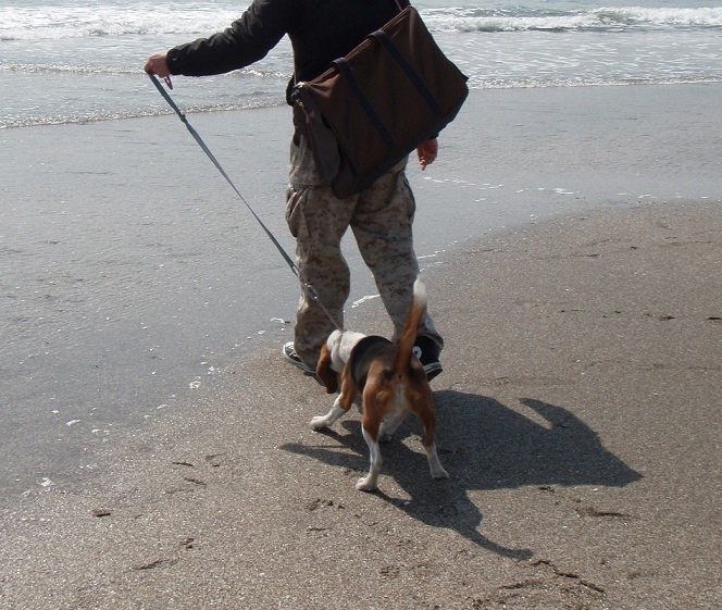 ビーグル犬 鎌倉遠足 由比ガ浜海水浴場で海を見る 柴犬 7 5kgさんの鎌倉市の活動データ Yamap ヤマップ