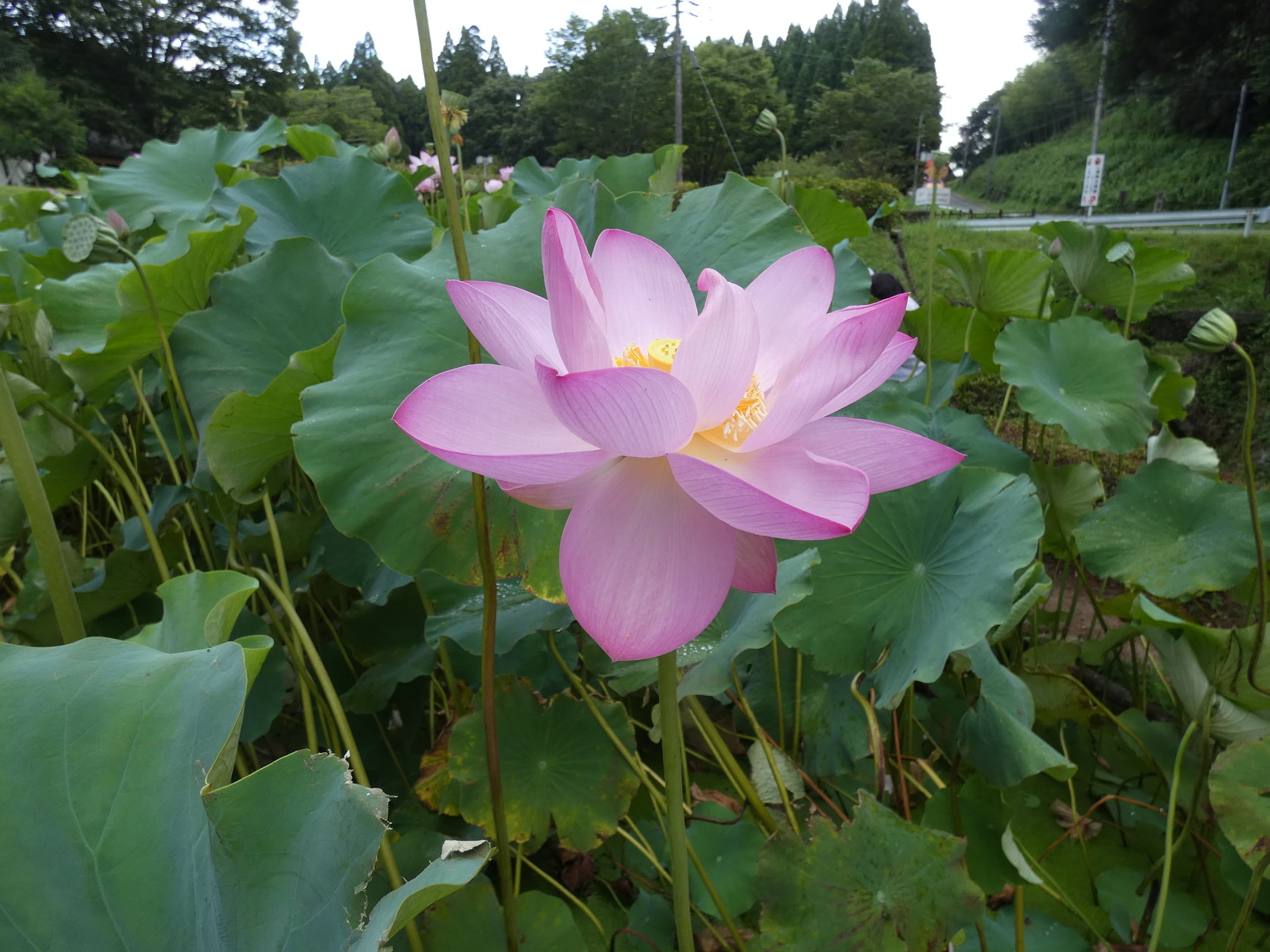 鹿央古代の森公園 古代ハス園 Woodstockさんの震岳 日輪寺山の活動データ Yamap ヤマップ