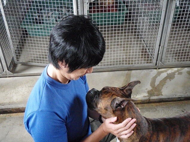 ボクサー ブリーダー Alpina号 報告 見学 成田市の写真7枚目 性格のいい親ですね ボクサー犬は Yamap ヤマップ