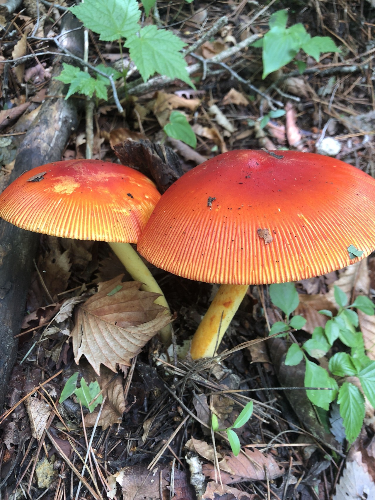 涼しい釈迦ヶ岳 きのこ三昧 親子ハイキング よっさんの釈迦ヶ岳 大栃山の活動日記 Yamap ヤマップ