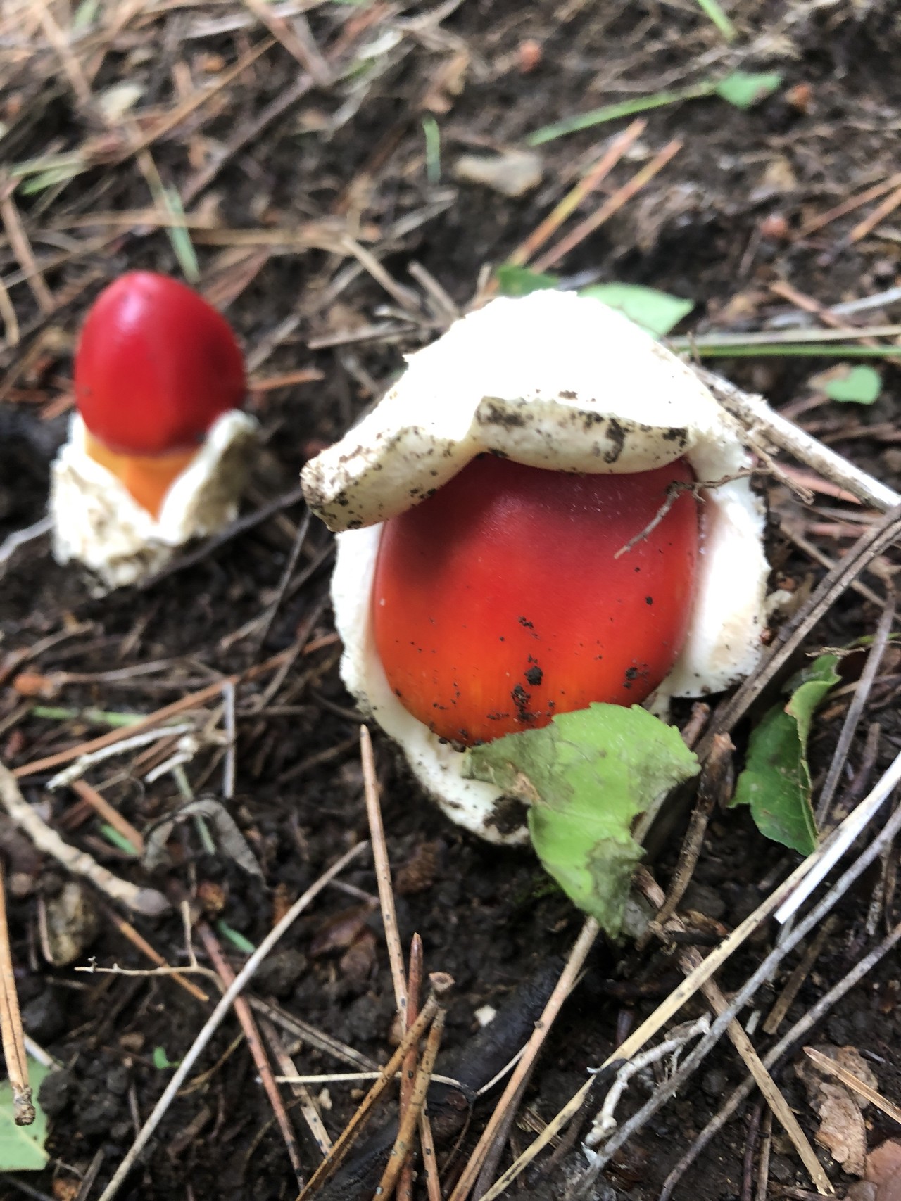 涼しい釈迦ヶ岳 きのこ三昧 親子ハイキング よっさんの釈迦ヶ岳 大栃山の活動日記 Yamap ヤマップ