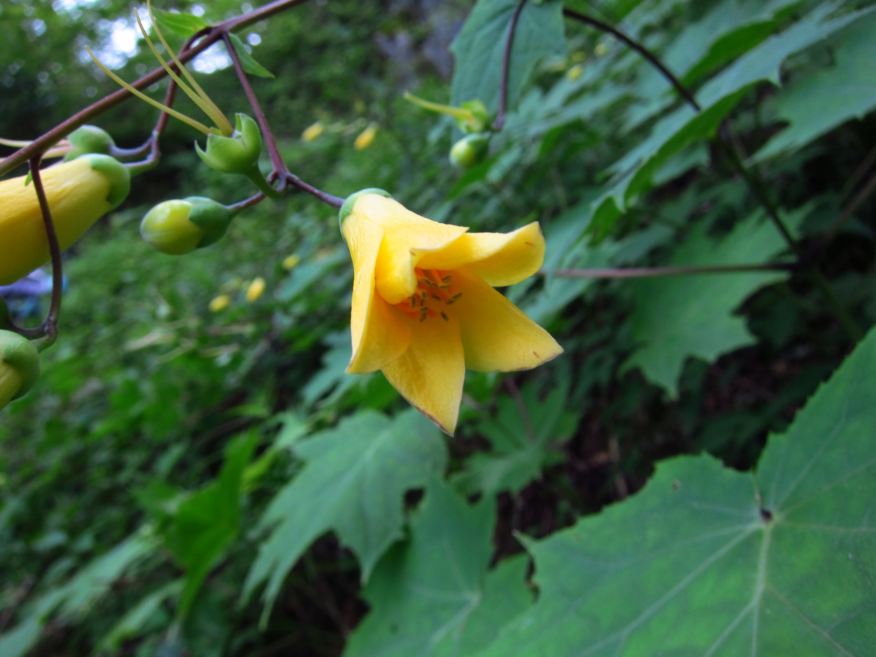 涼しい天狗ノ森周辺を花散策 おかかさんの天狗ノ森 天狗高原 黒滝山の活動日記 Yamap ヤマップ