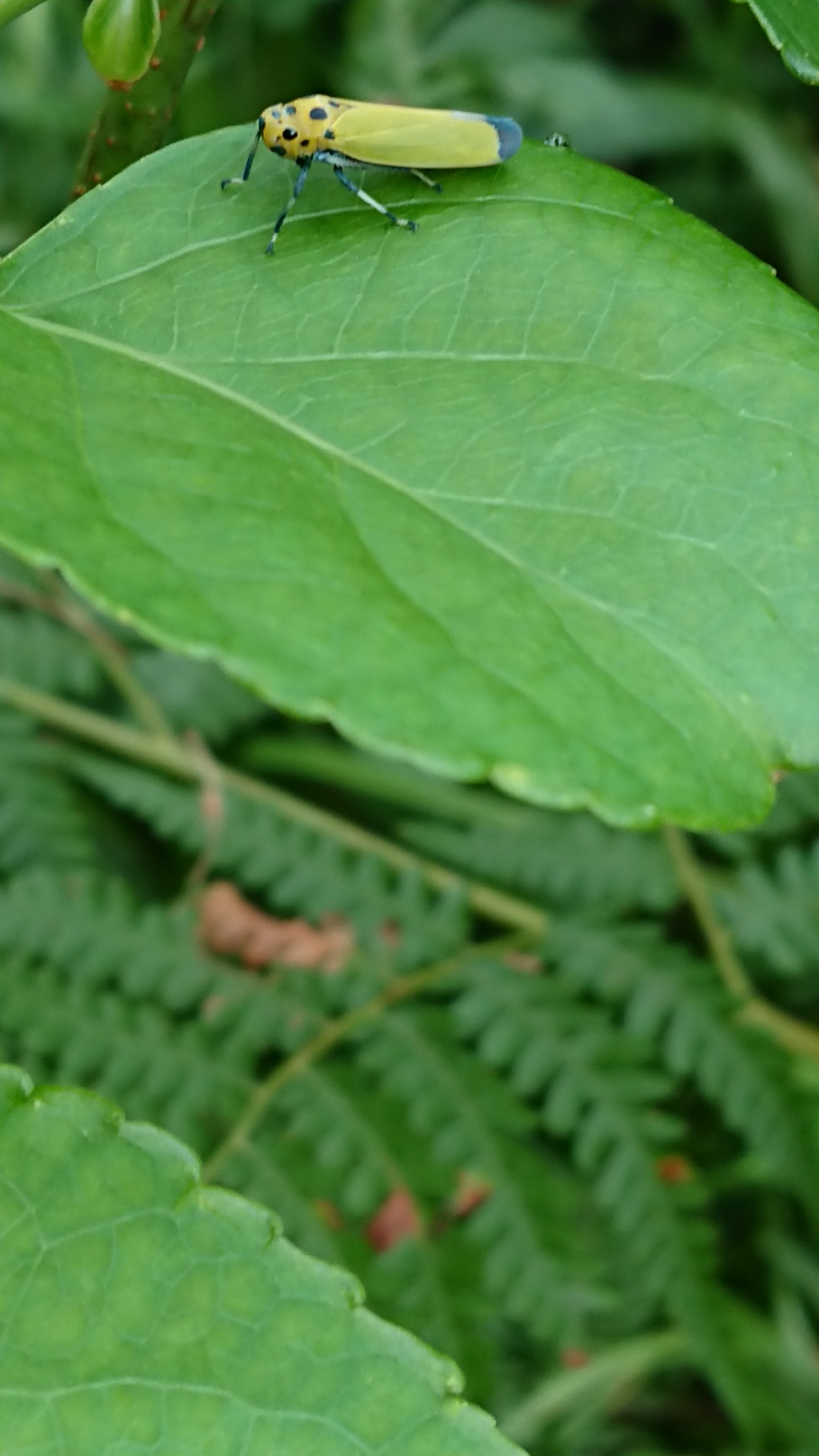 木六山・銀次郎山 素早い動きの昆虫
一定の距離にカメラを近づけると一瞬のうちに葉の裏に
仕掛け扉みたいな感じです
