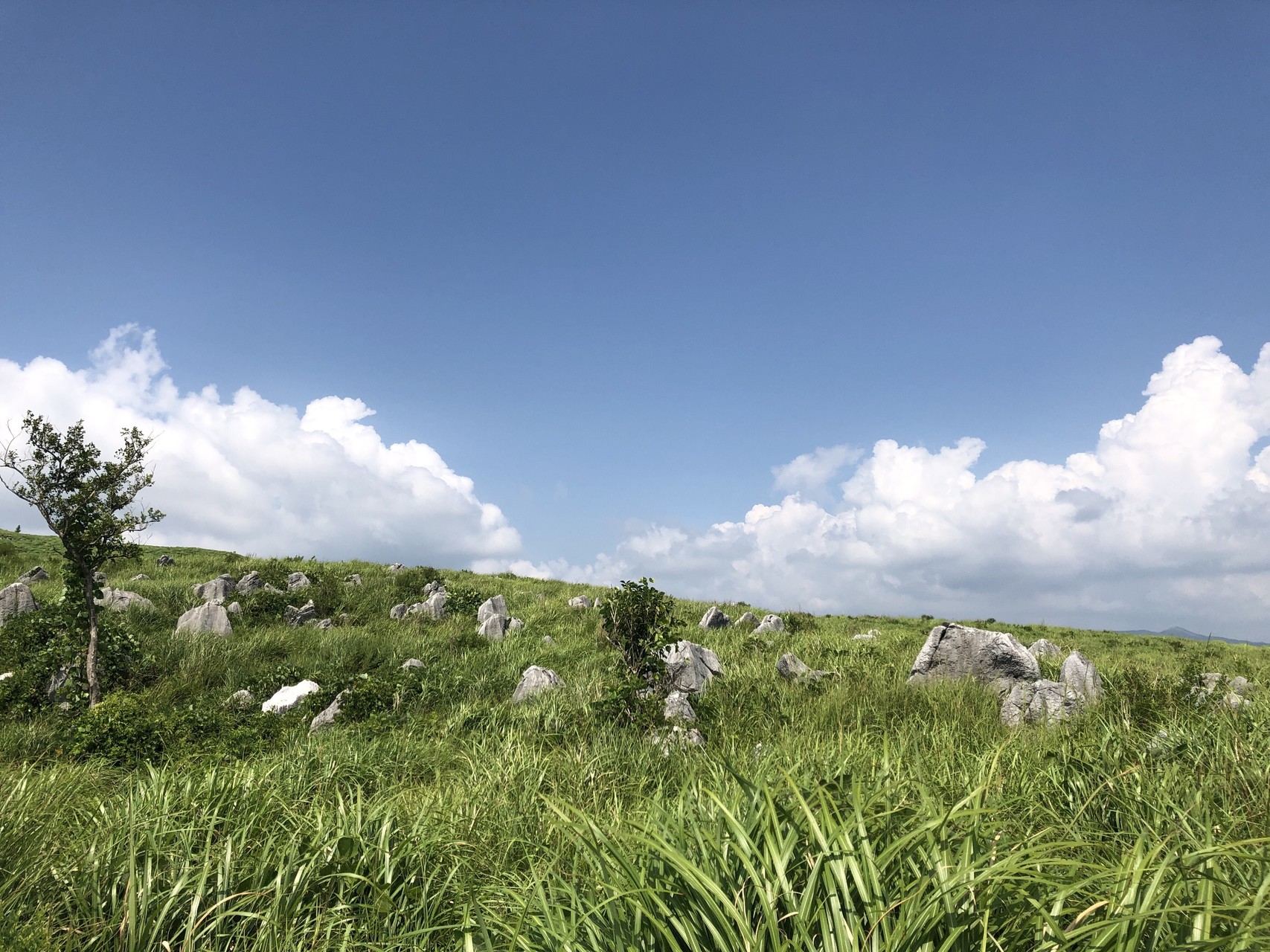 猛暑の秋吉台ハイキング くにやんさんの秋吉台の活動データ Yamap ヤマップ