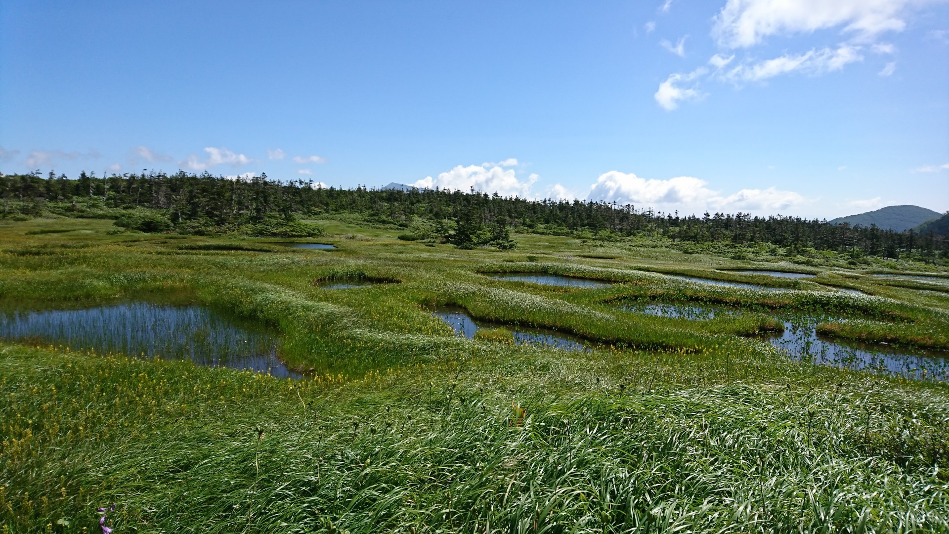 千沼ヶ原湿原 爽やかな風 たまをの さんの乳頭山 湯森山 大白森の活動データ Yamap ヤマップ