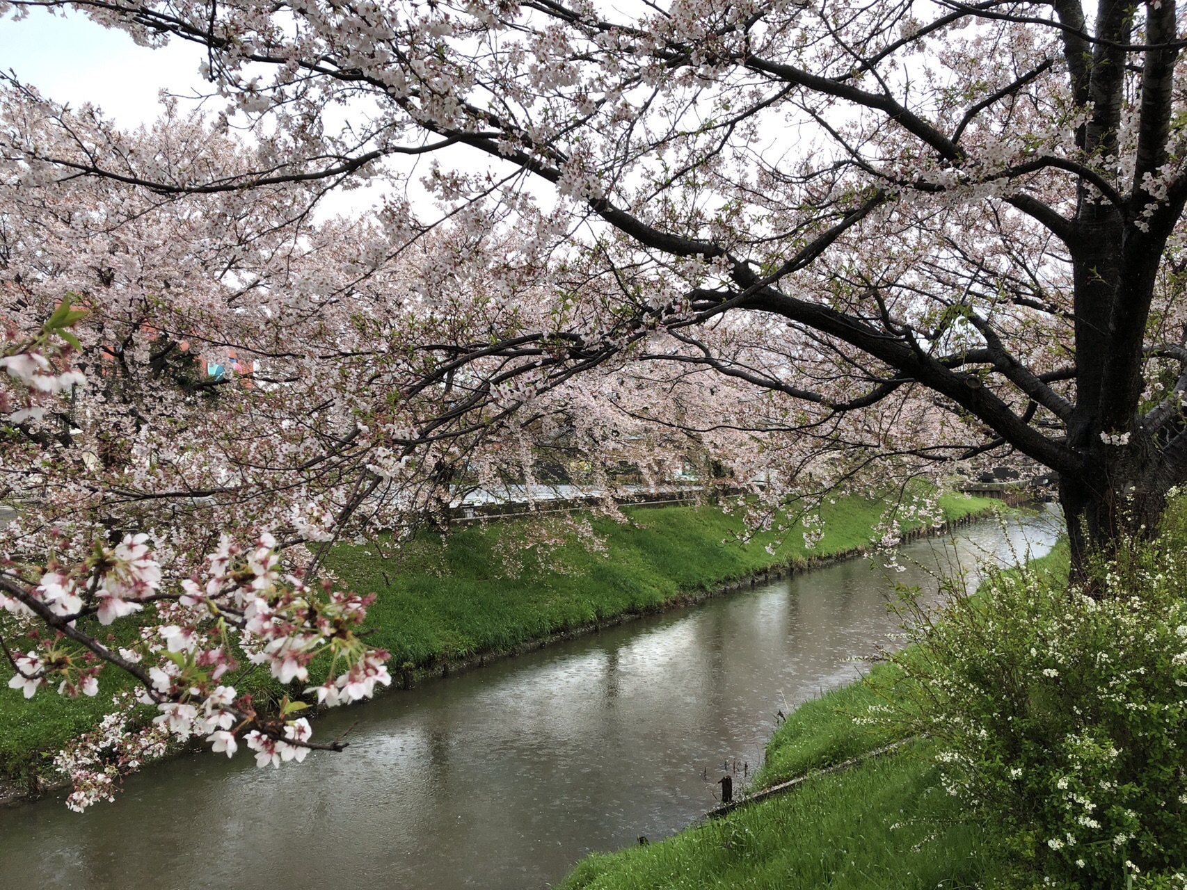 島根県出雲市 赤川 桜ラン でんろくさんの鼻高山 弥山 旅伏山の活動データ Yamap ヤマップ