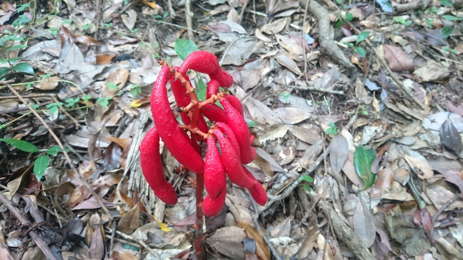土アケビの群生に遭遇 凄い とんぼさんの皿倉山 花尾山 帆柱山の活動日記 Yamap ヤマップ
