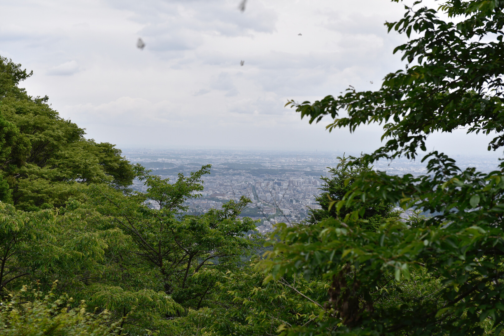 高尾山 陣馬山 景信山 19 05 31 ぱんだまんさんの高尾山 陣馬山 景信山の活動日記 Yamap ヤマップ