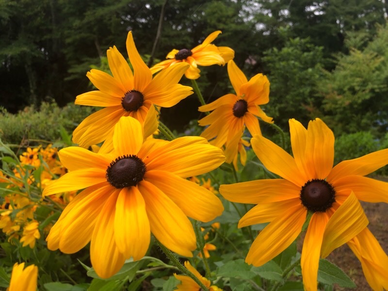 雨の 谷性寺 亀岡ききょうの里 光秀所縁の寺に桔梗の花 花言葉は清楚 誠実 永遠の愛 Uriuri4211さんの愛宕山 三頭山 朝日峯の活動日記 Yamap ヤマップ