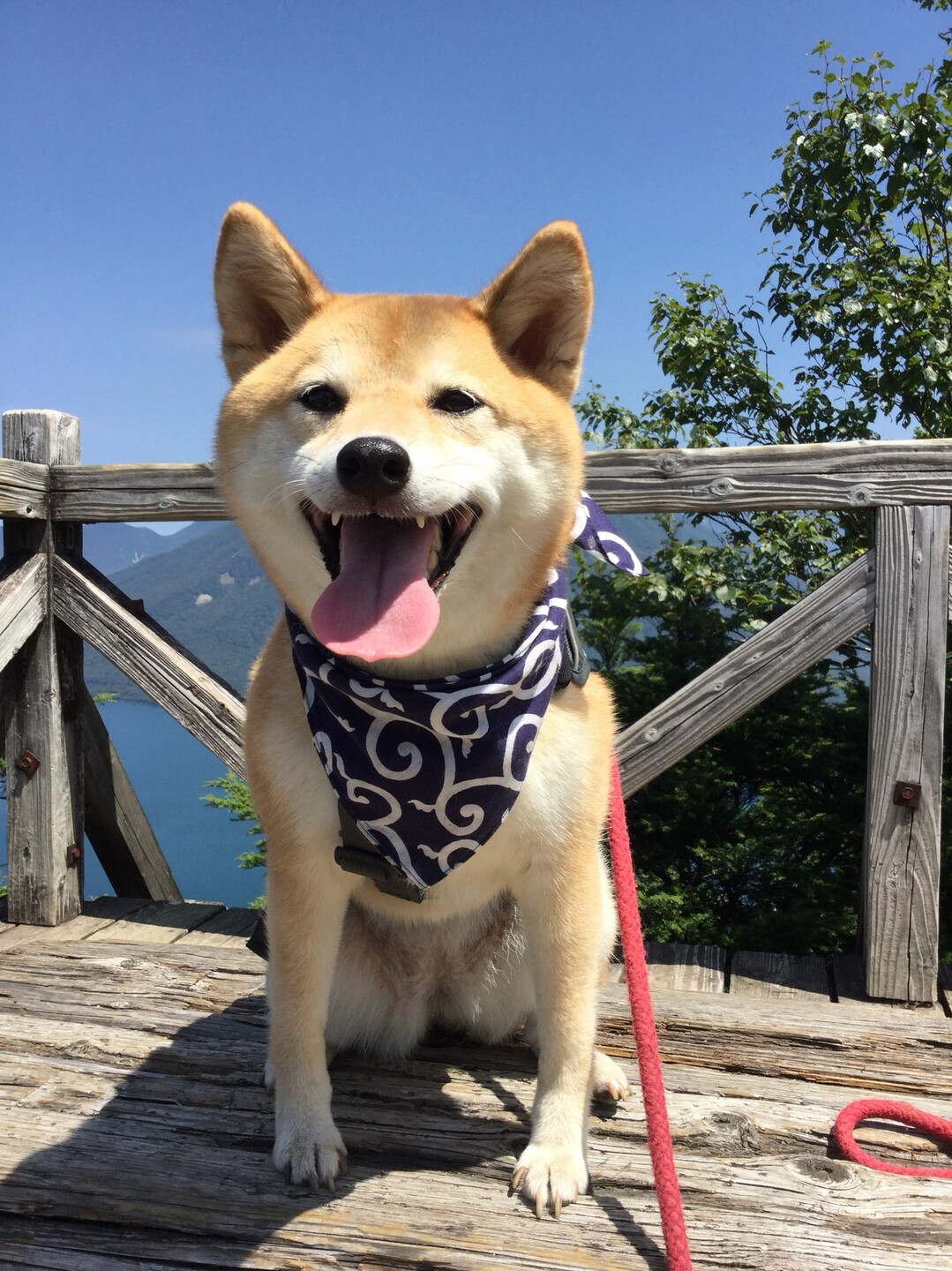 柴犬あんずと涼を求めて日光へ のろぞうさんの社山 半月山の活動データ Yamap ヤマップ