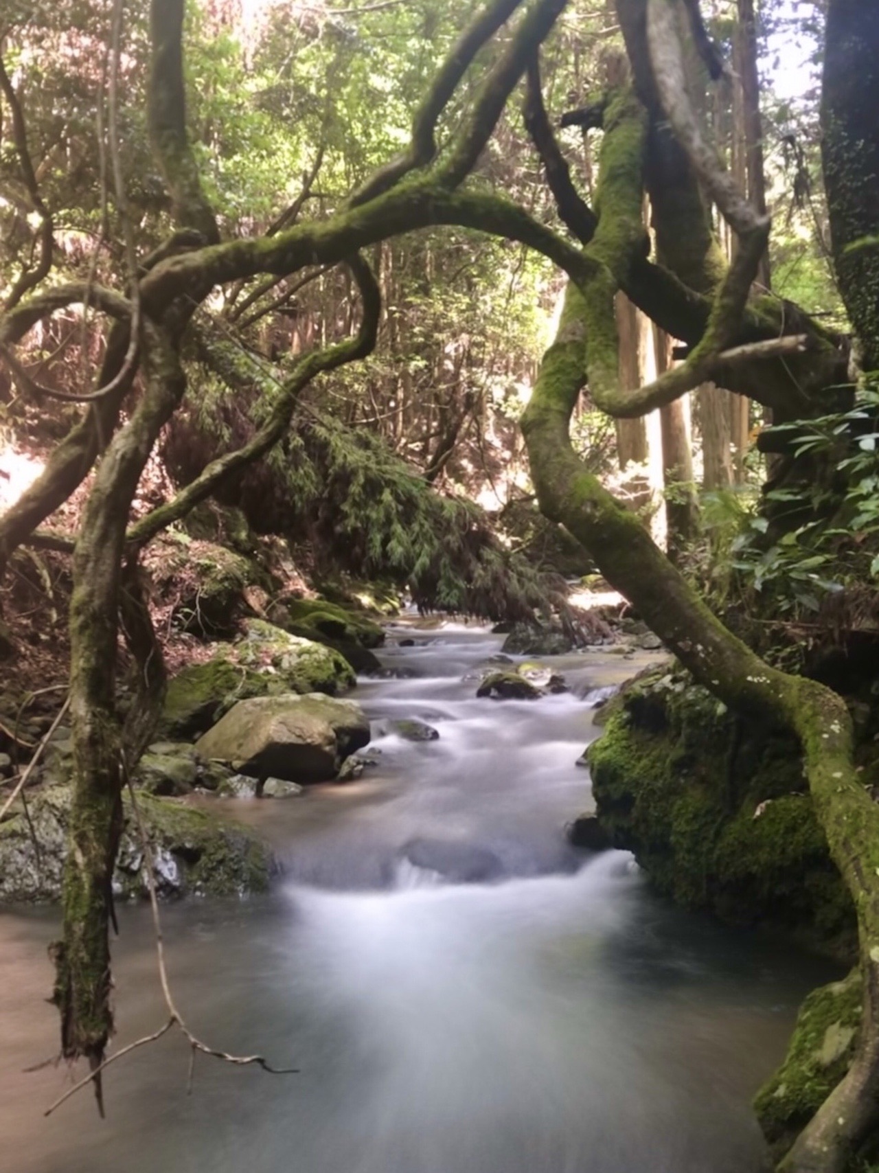 川久保水源の森の渓流美 やまたいらさんのポンポン山 京都府 釈迦岳 小塩山 若山の活動データ Yamap ヤマップ