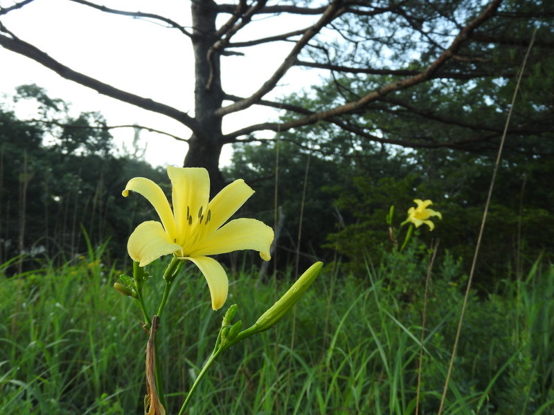 榛名山 朝にゆうすげいっぱい咲いていたよ くぼにゃんこさんの榛名山 天狗山 天目山の活動日記 Yamap ヤマップ