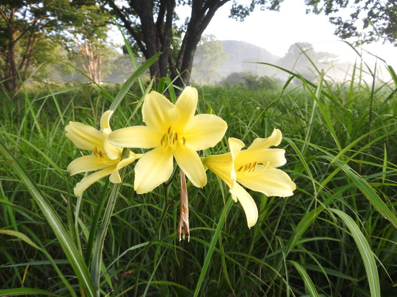 榛名山 朝にゆうすげいっぱい咲いていたよ くぼにゃんこさんの榛名山 天狗山 天目山の活動日記 Yamap ヤマップ