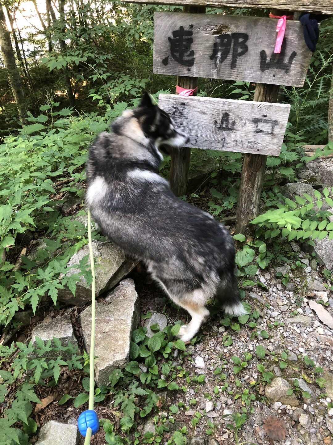 恵那山 狼犬ルッツ テン泊 星空鑑賞 ルッツさんの恵那山 大判山 神坂山の活動データ Yamap ヤマップ