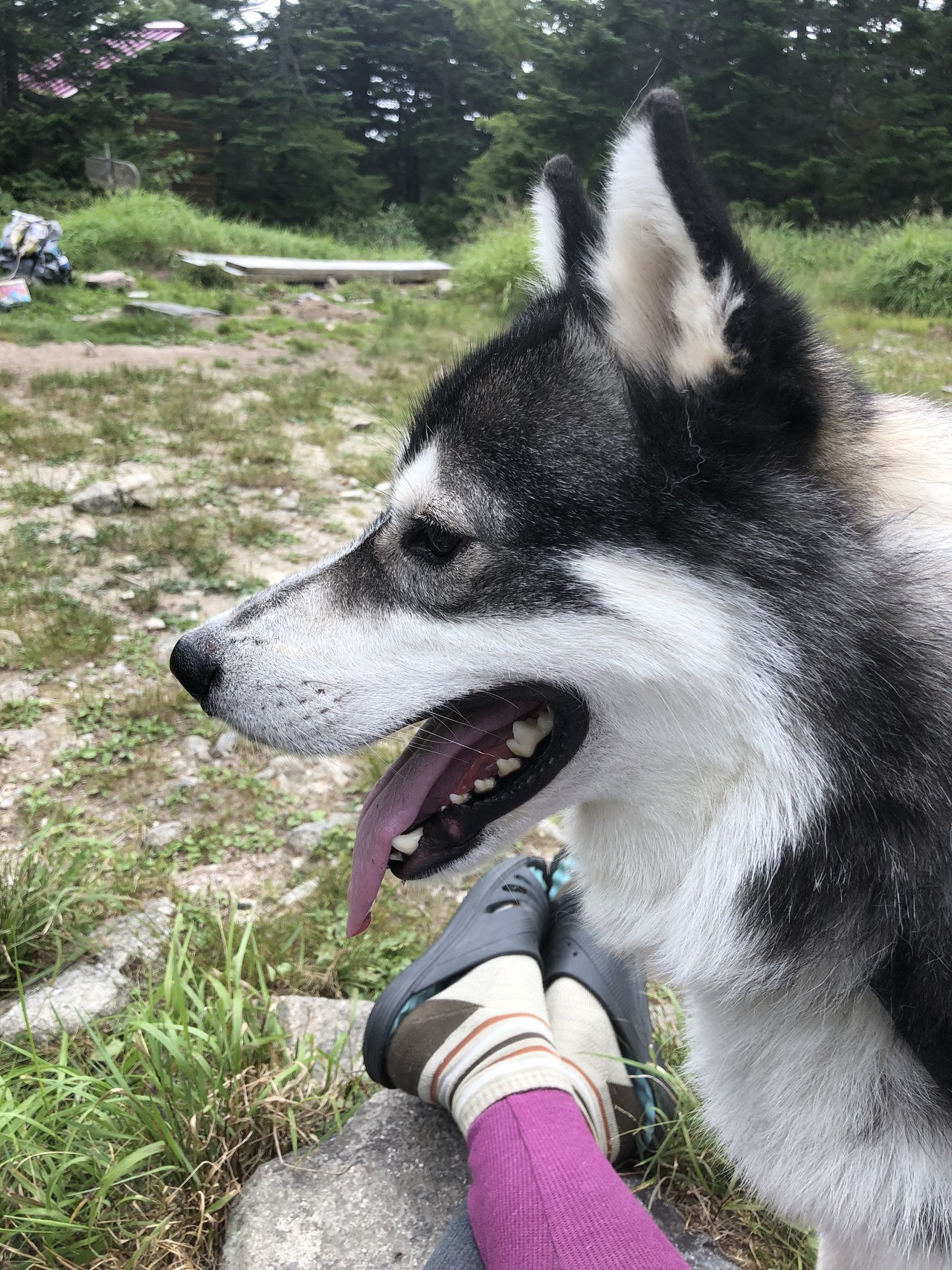 恵那山 狼犬ルッツ テン泊 星空鑑賞 ルッツさんの恵那山 大判山 神坂山の活動日記 Yamap ヤマップ