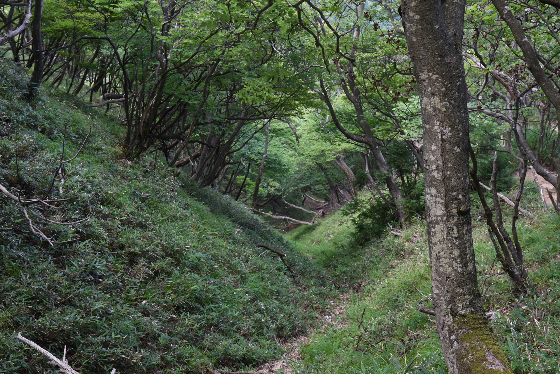 入道ヶ岳・鎌ヶ岳・仙ヶ岳 谷から吹き上げてくる風がひんやりと心地いいです！
涼しい～
