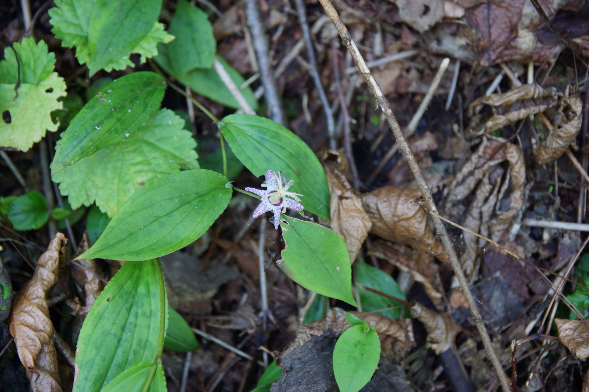 飛騨清見 森林公園おおくら百滝めぐり ミッヒさんの本宮山 大日山 風頭山の活動データ Yamap ヤマップ