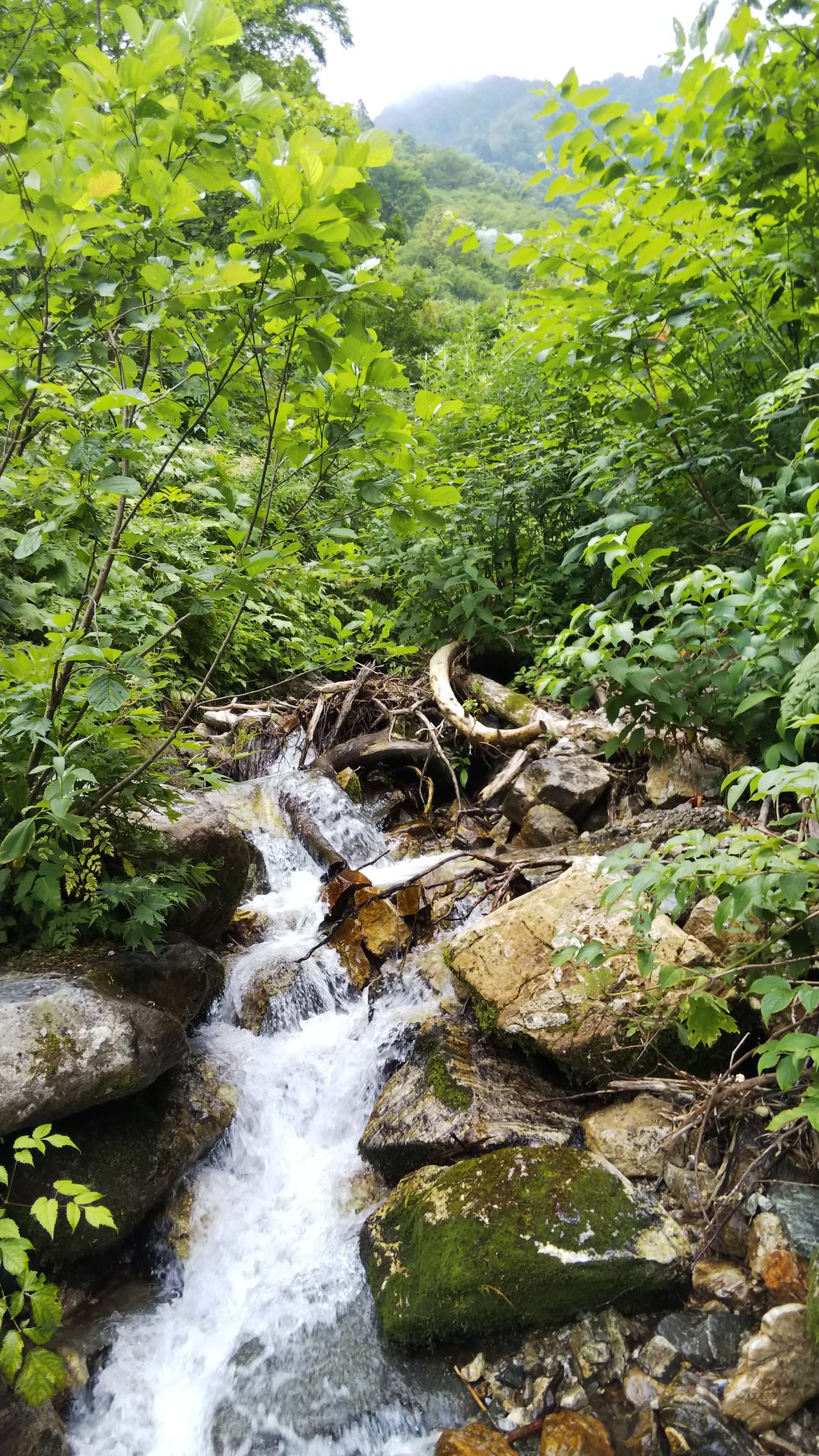 馬場島キャンプ場から標高1255m中山登山をしてきました カズ凜さんの大熊山 クズバ山 中山の活動日記 Yamap ヤマップ