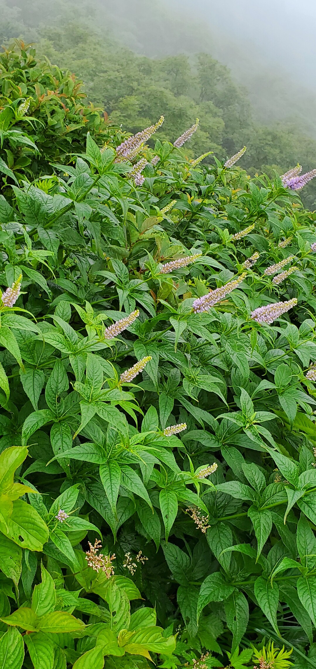 花も人も濡れた大山 これも素敵 ようちゃんさんの大山 甲ヶ山 野田ヶ山の活動日記 Yamap ヤマップ