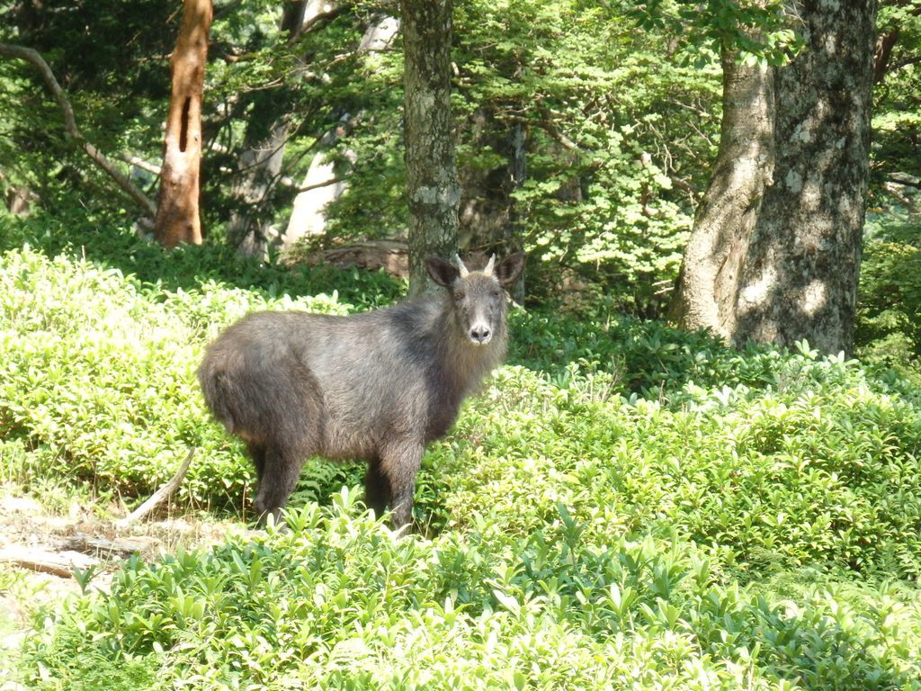 大台ヶ原 周遊道 トロッコ道 Bslinersさんの大台ヶ原山 日出ヶ岳 大杉谷の活動データ Yamap ヤマップ