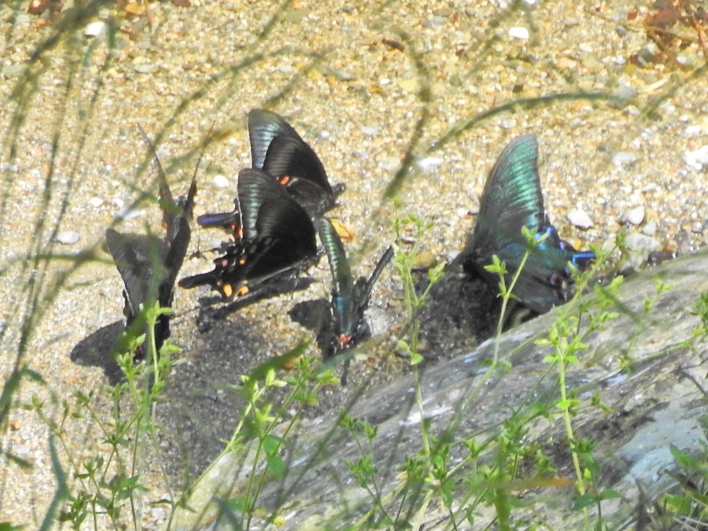 みたらい渓谷遊歩道 おっちるさんの観音峯山 大普賢岳 山上ヶ岳 稲村ヶ岳の活動データ Yamap ヤマップ