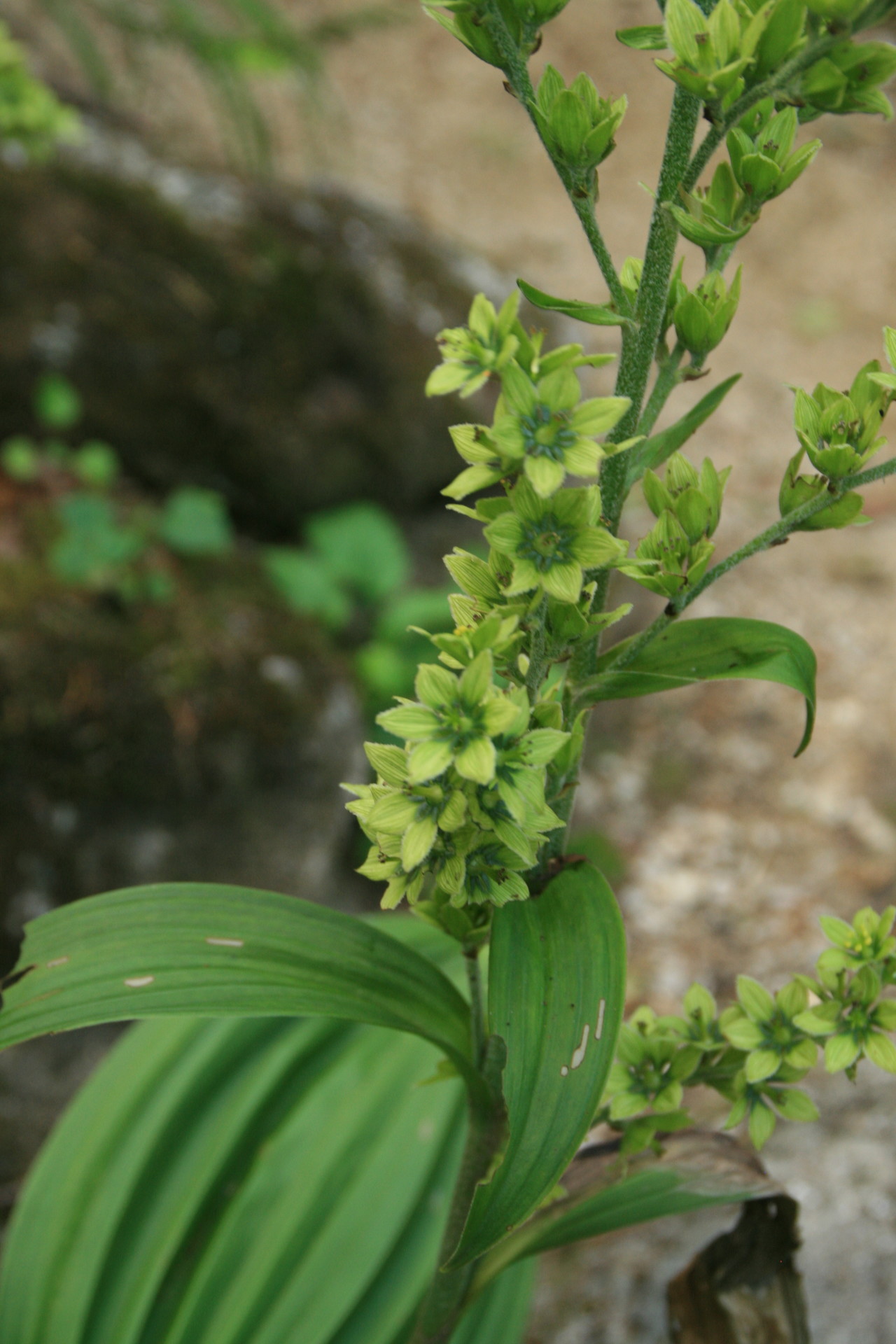 甲斐駒 黒戸尾根 日帰り リンダさんの甲斐駒ヶ岳 日向山の活動日記 Yamap ヤマップ