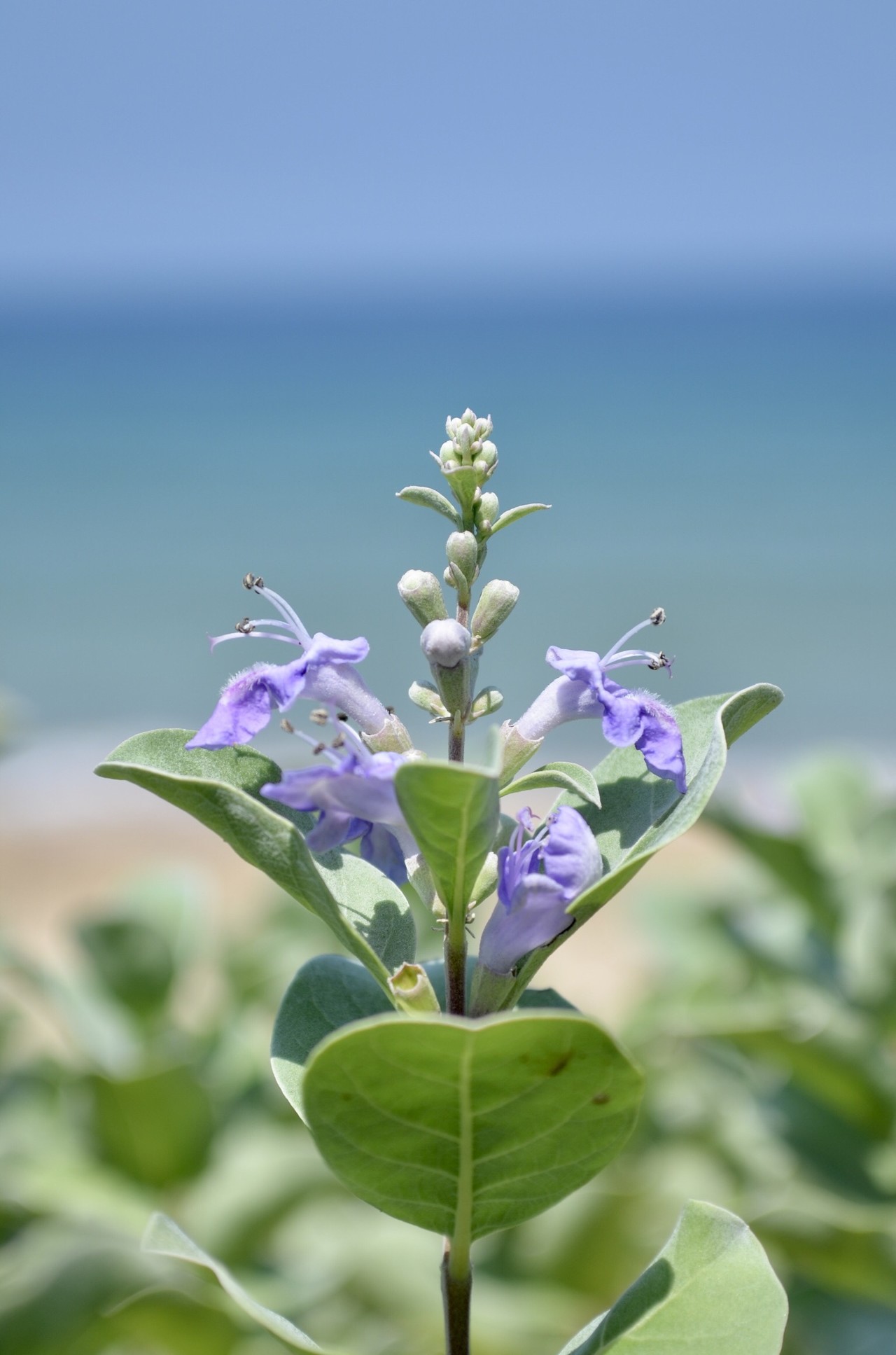 うみっぷ In 8月 岩屋海岸で花探し 7月の夏井ヶ浜の花もちらっと てつ みー なな さんの北九州市 小倉北区 戸畑区 八幡東区 の活動データ Yamap ヤマップ