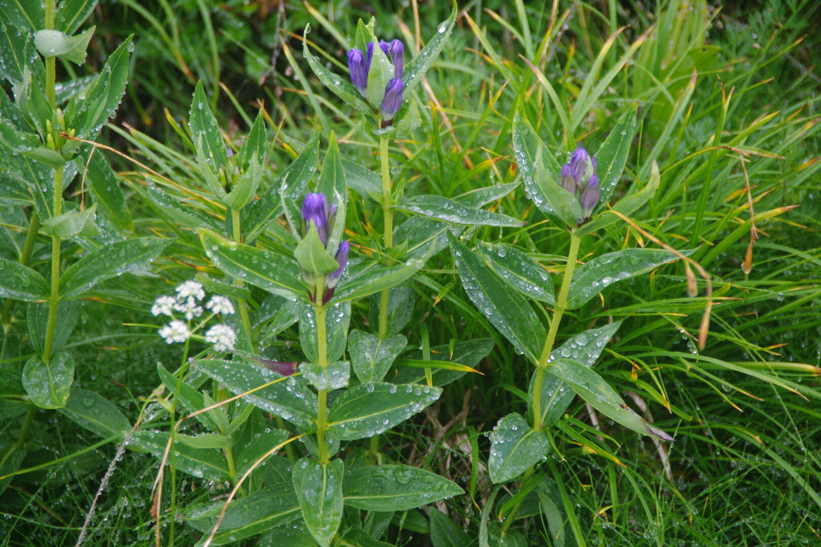 雨とガスの薬師岳 高山植物編 水晶岳 薬師岳 黒部五郎岳の写真16枚目 オヤマリンドウ リンドウ科リンドウ属 紫 Yamap ヤマップ