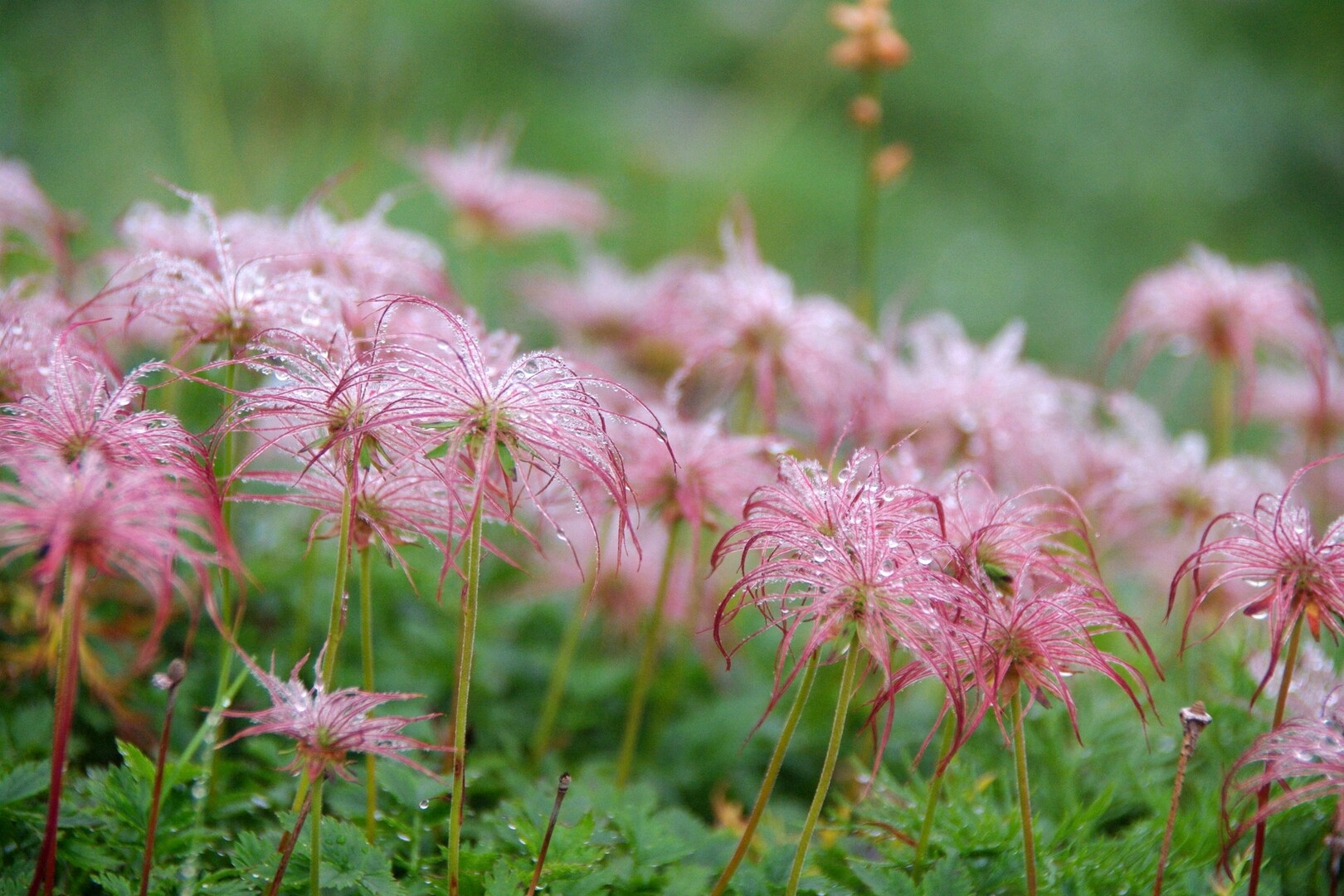 雨とガスの薬師岳 高山植物編 ヤマノボラー Minaphmさんの水晶岳 薬師岳 黒部五郎岳の活動データ Yamap ヤマップ