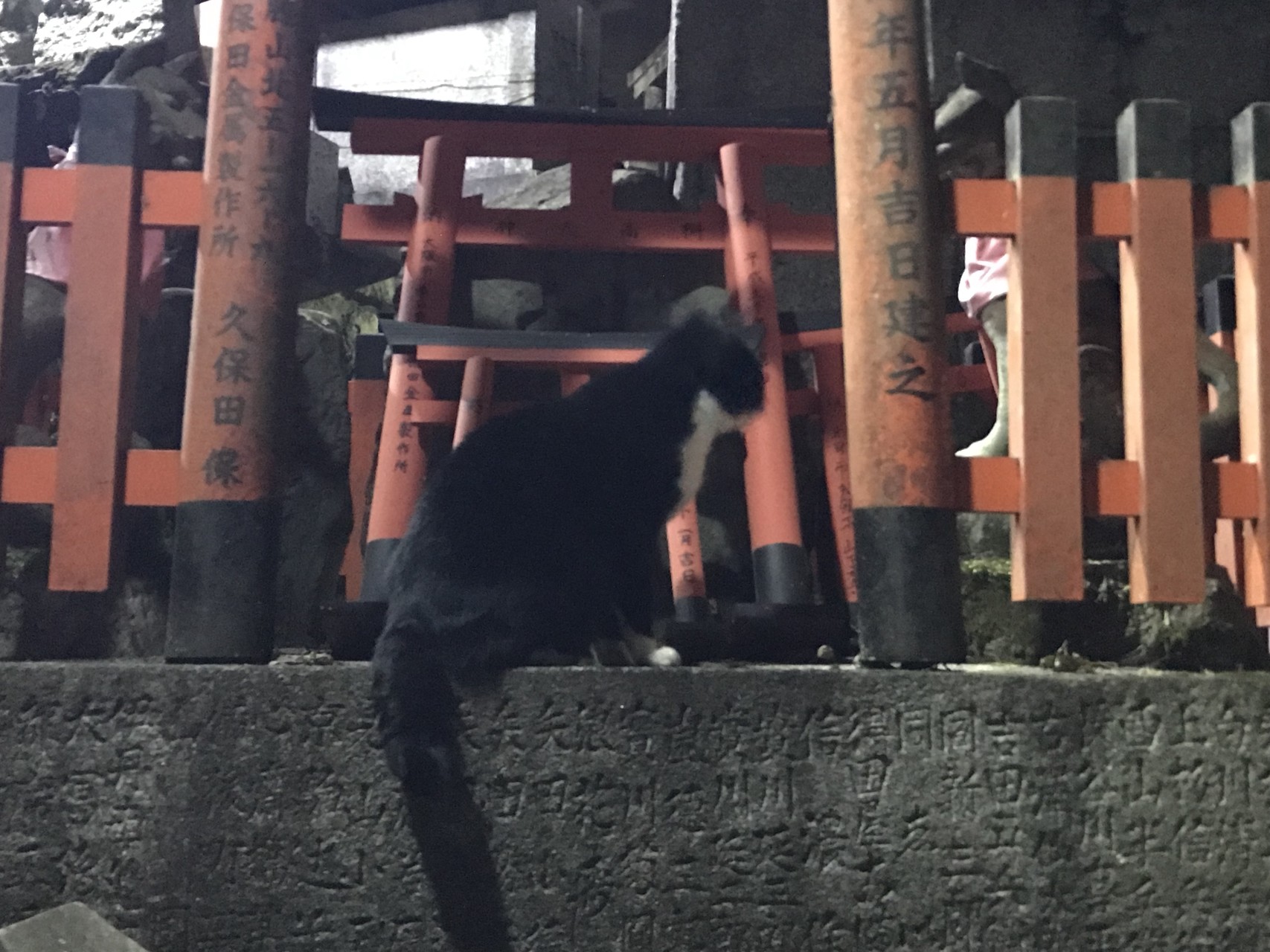 深夜の伏見稲荷大社 現実世界が辛過ぎるからちょっと異世界に転生してきます 最近のラノベ風に 社長aさんの京都市の活動日記 Yamap ヤマップ