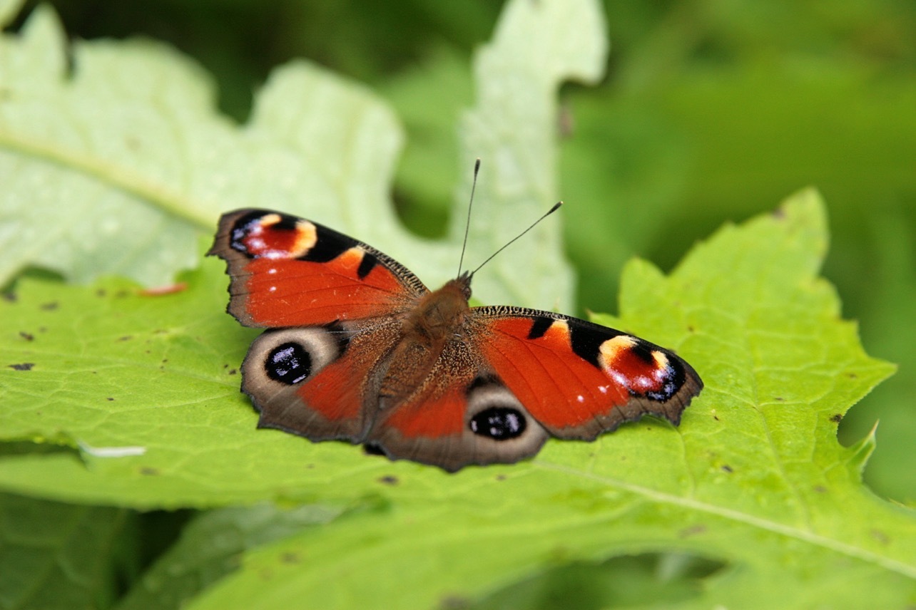 07 7 28 八幡平 見返り峠 八幡平山頂 草の湯分岐 ブシ谷地 長沼 大沼分岐 アスピーテライン 蛇沢沼 大沼 見返り峠 呑気なおじーちゃんさんの八幡平 源太森 安比岳の活動日記 Yamap ヤマップ