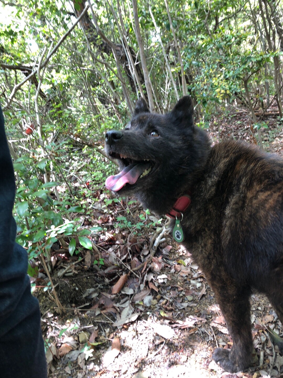 北山 犬散歩 05 17 ペネロペさんの丹生山 帝釈山 シビレ山の活動データ Yamap ヤマップ