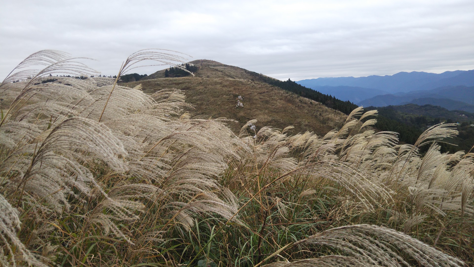ススキが見頃の生石高原 生石ヶ峰へ キノピーさんの生石ヶ峰 生石高原の活動データ Yamap ヤマップ