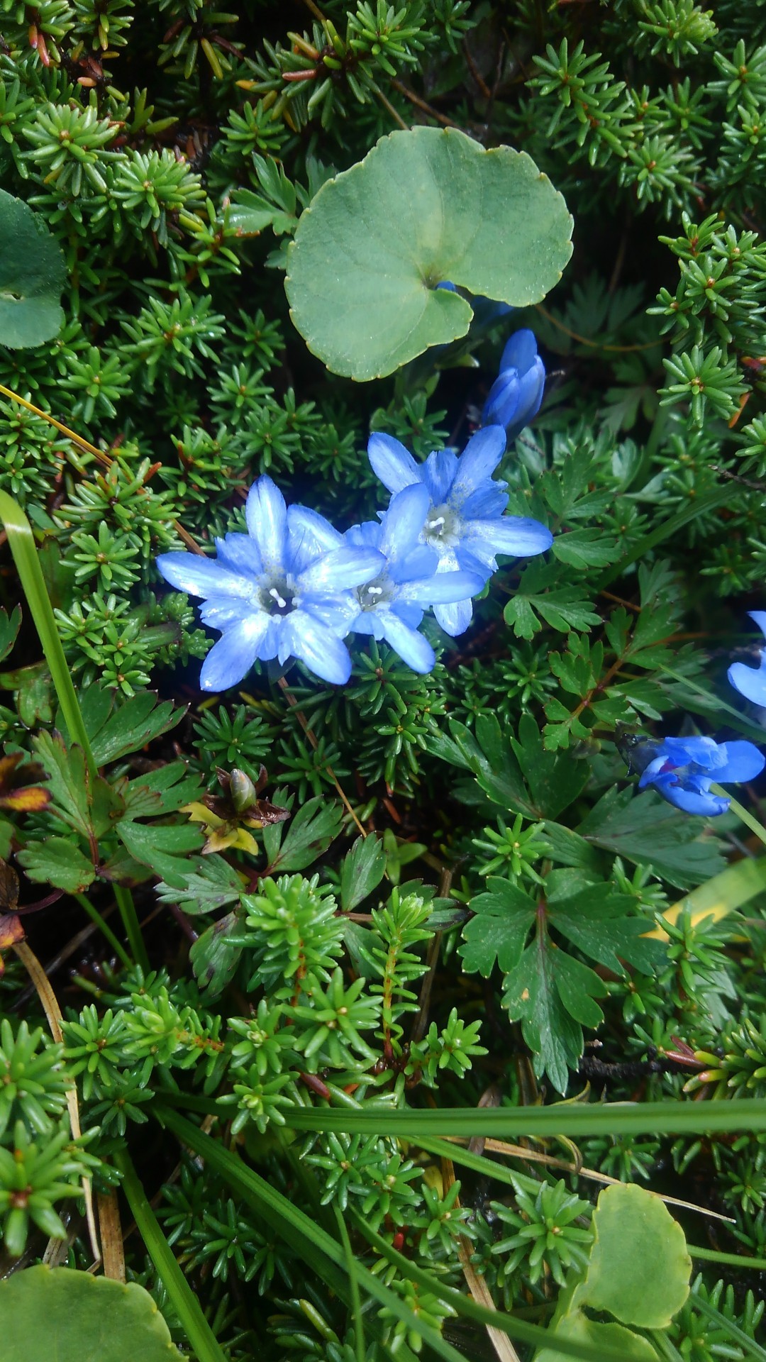 網張奥山道 三ツ石 小もっこ くまのゆうさんさんの大深岳 諸桧岳 三ッ石山の活動データ Yamap ヤマップ