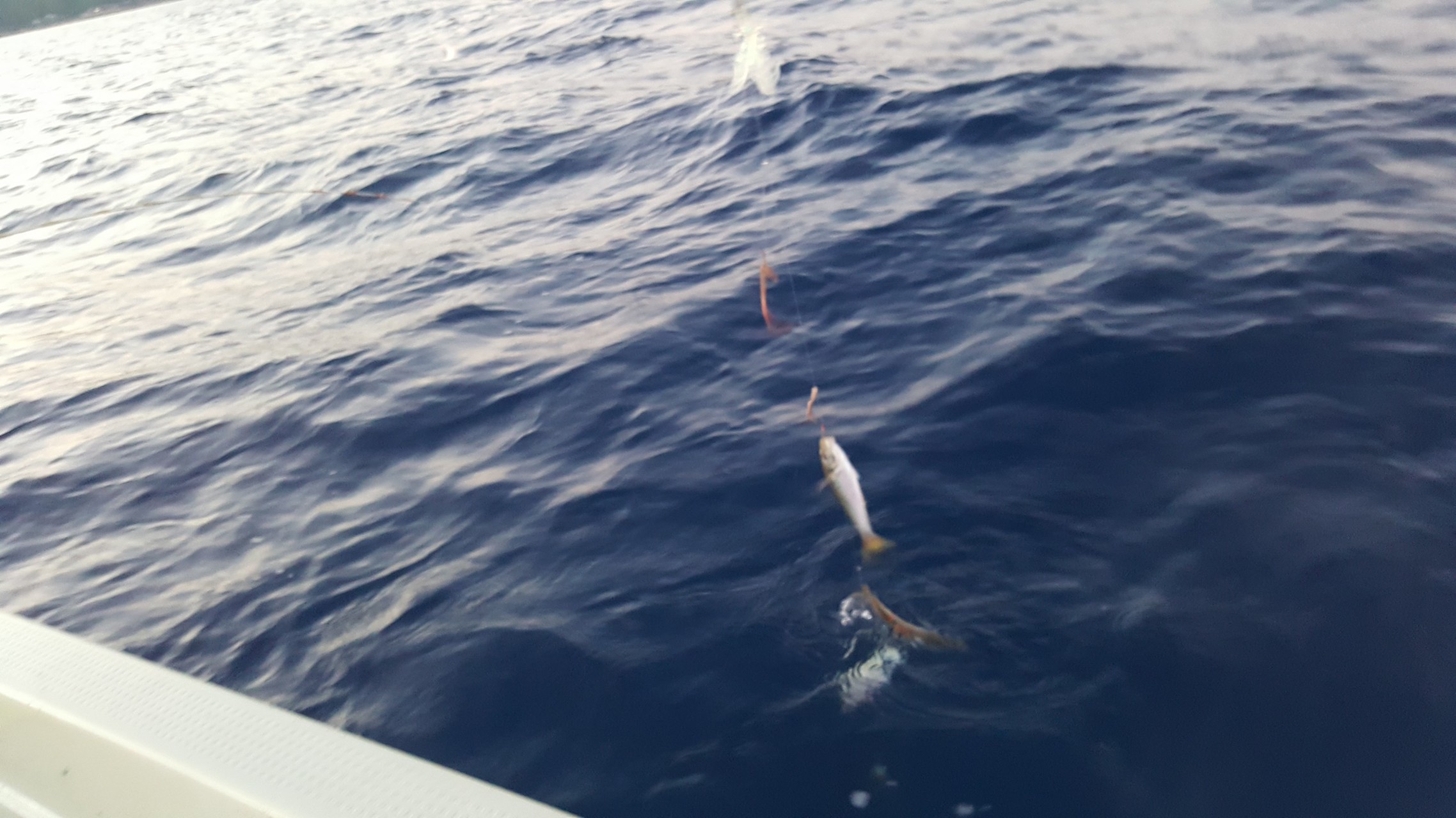 佐渡帰省2 あいぼんさんの佐渡島の活動日記 Yamap ヤマップ