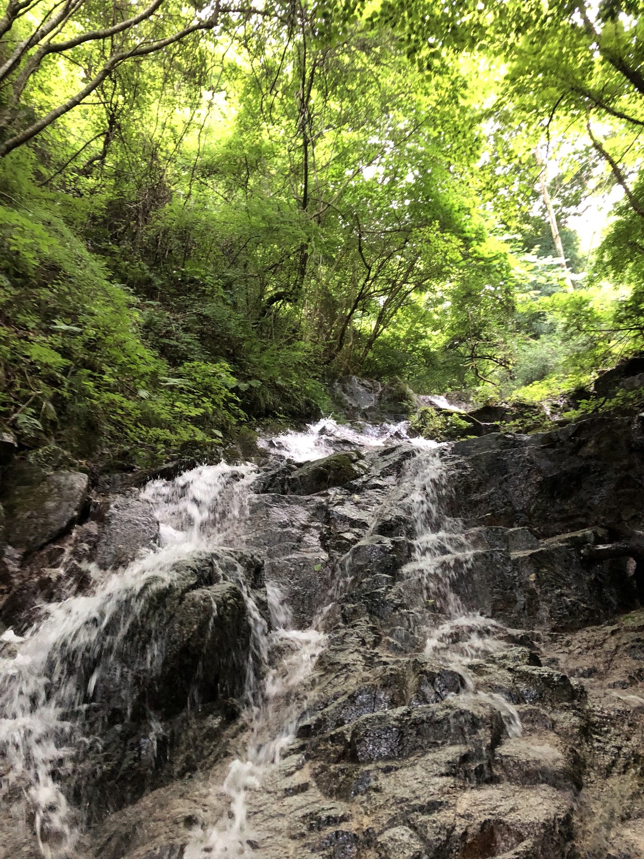 山の日 金剛山 石ブテ西谷でワイワイ沢登り Yamap ヤマップ