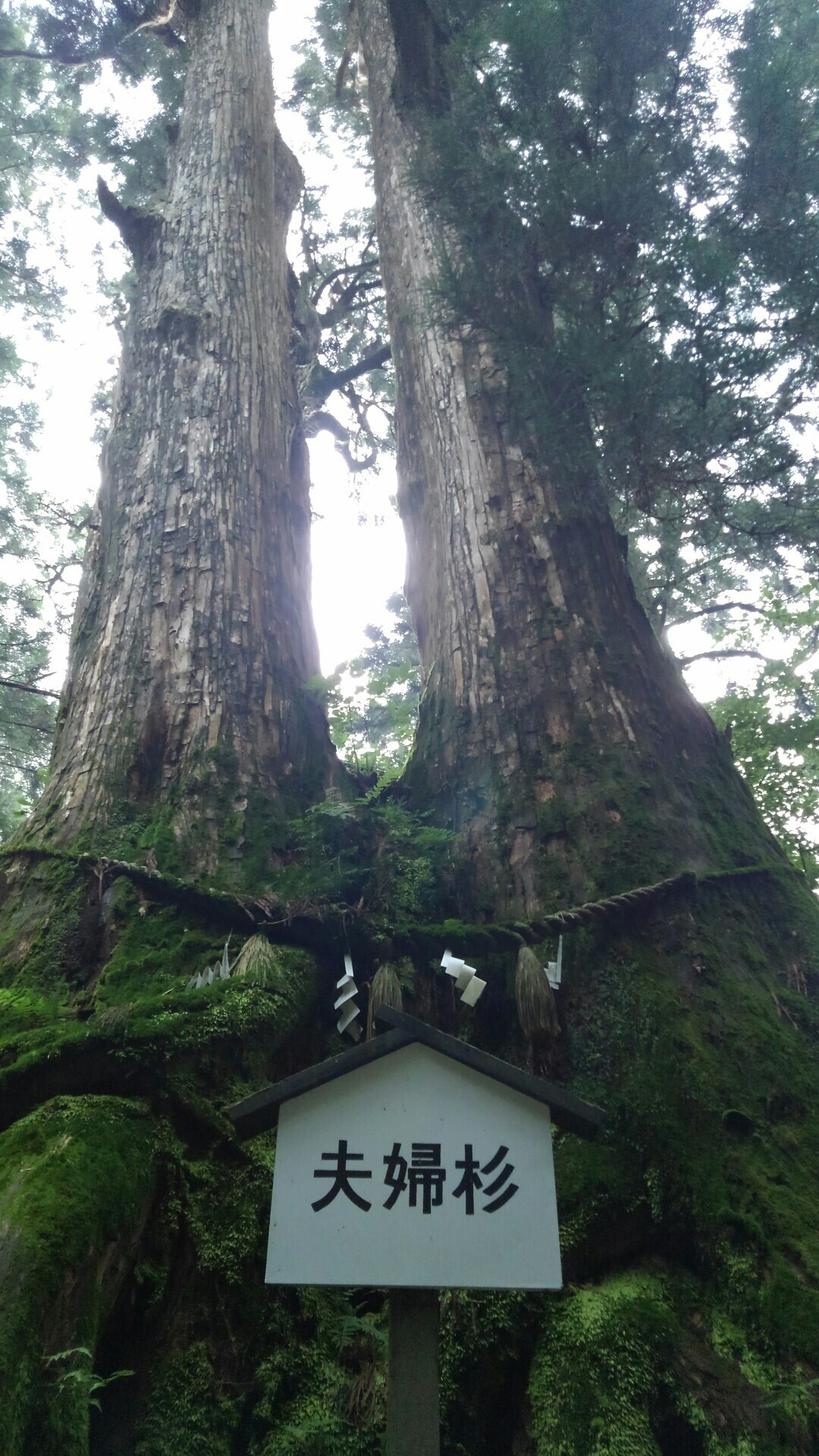 1泊2日 いざ金剛 山 デース ルビーマンさんの金剛山 二上山 大和葛城山の活動日記 Yamap ヤマップ