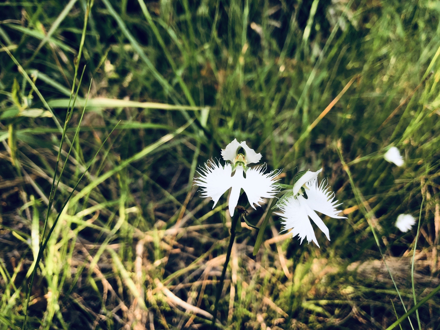 サギソウに会いに まーちゃんさんの三上山 鏡山の活動データ Yamap ヤマップ