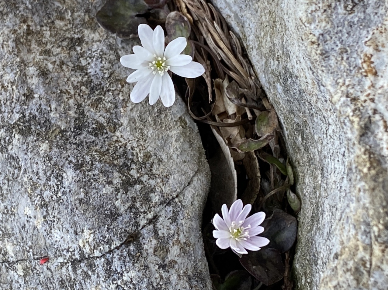 孫太尾根から花巡り 藤原岳 和坊さんの藤原岳 御池岳の活動日記 Yamap ヤマップ