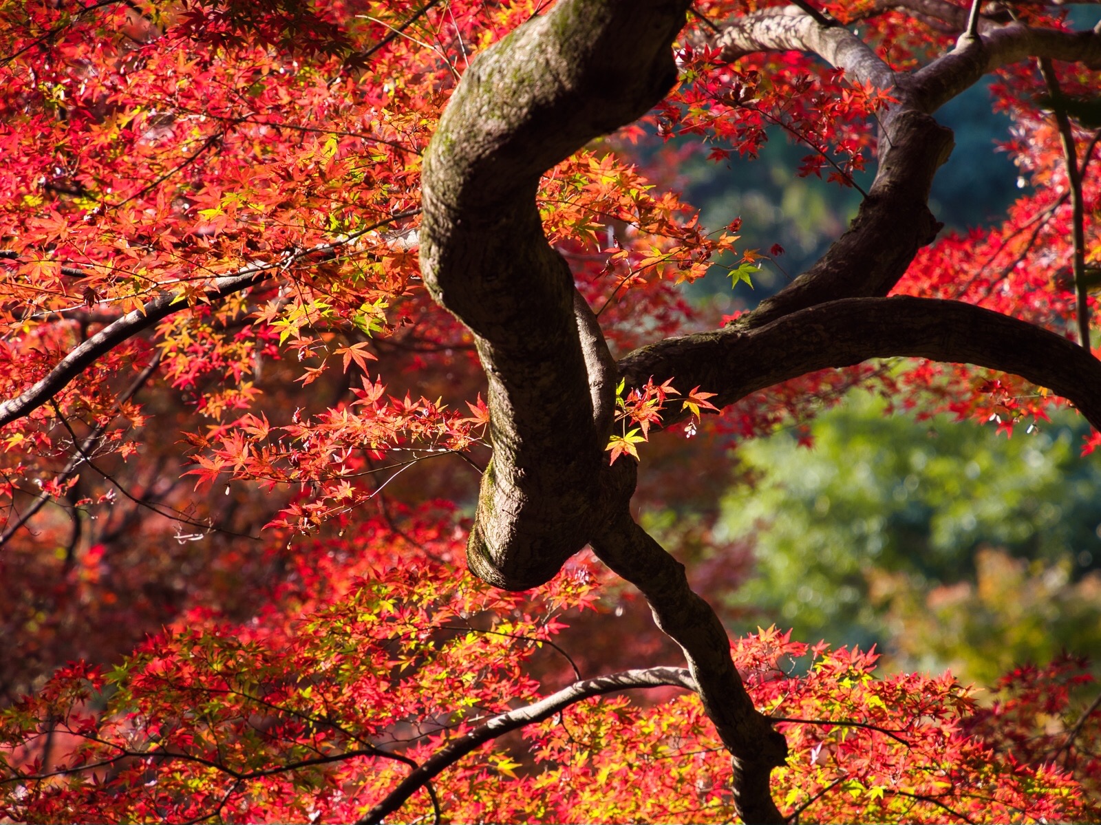19 Extra Editon 鰐淵寺紅葉写んぽ 江府中銀杏イルミ 狐日和さんの鼻高山 弥山 旅伏山の活動日記 Yamap ヤマップ