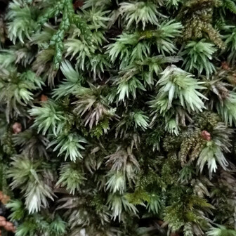 熊野古道 小辺路 オオシラガゴケだそう。
確かに！